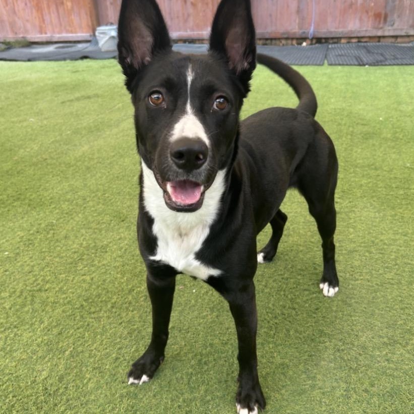 Nova, Adoptable, Young Female Border Collie.