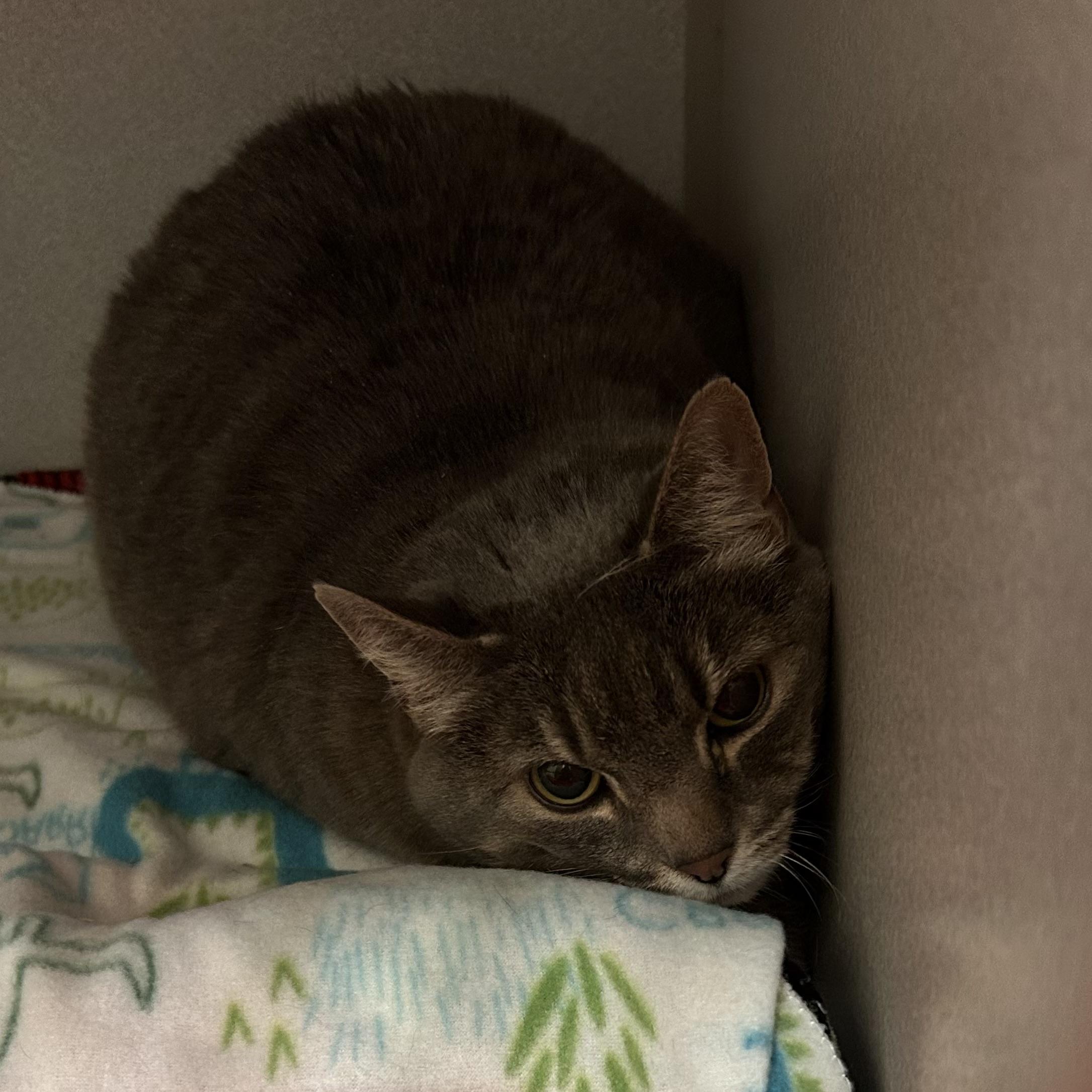 Princess, a ADOPTABLE Domestic Short Hair in Mason City, IA image 2/2
