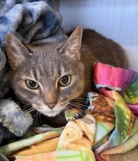 Princess, ADOPTABLE, Senior Female Domestic Short Hair.