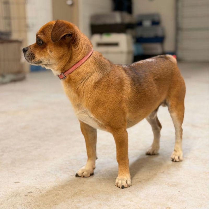 Enlarge Milo, an adopted mixed breed in Jackson, WY image 2/3