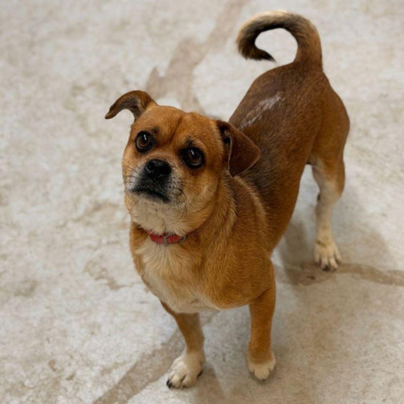 Enlarge Milo, an adopted mixed breed in Jackson, WY image 3/3
