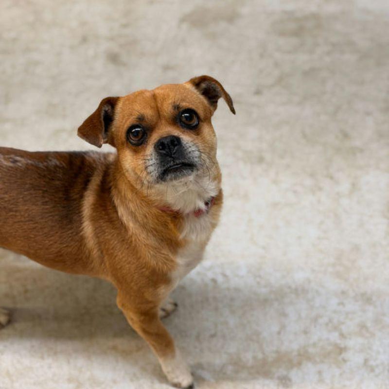 Milo, adopted, Adult Male Pug.