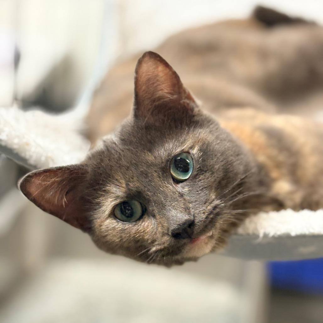 Enlarge Callie, an adopted Domestic Short Hair in Blackfoot, ID image 1/1