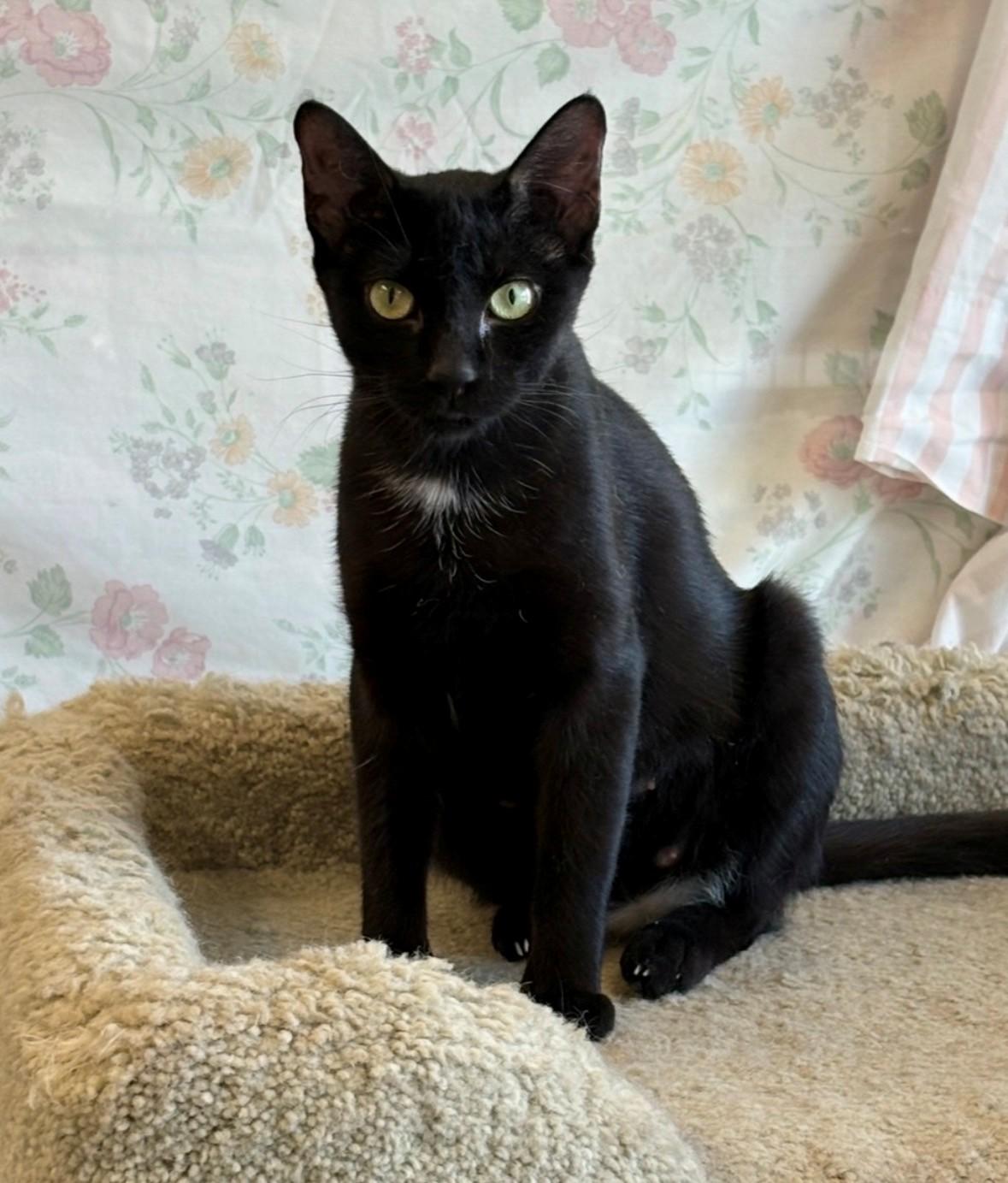 Arabella, ADOPTABLE, Young Female Domestic Short Hair.