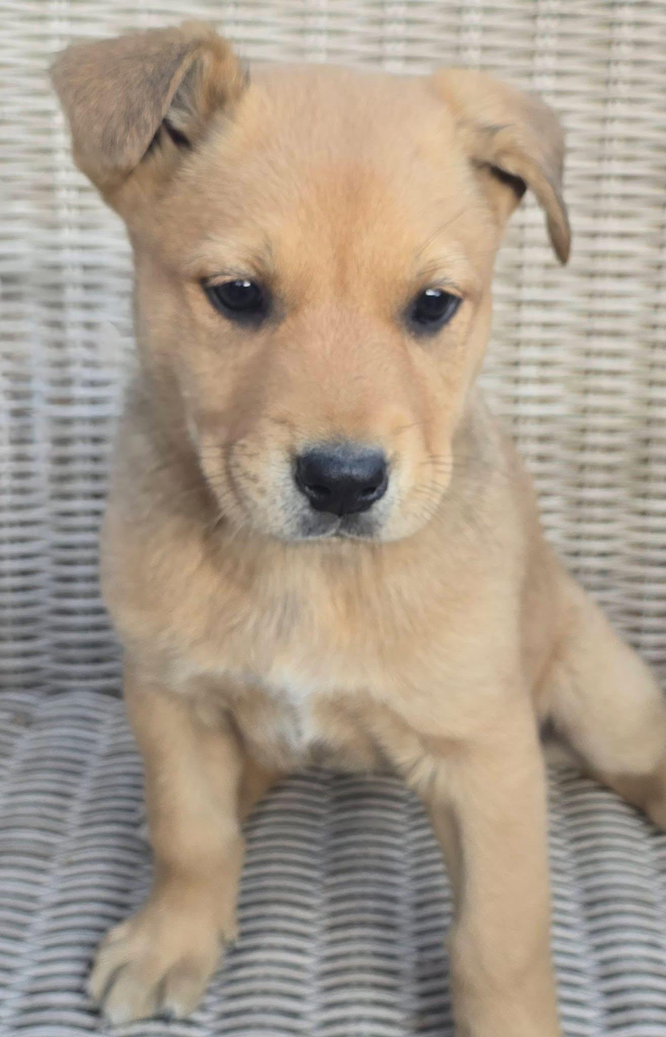 Pineapple — thumbnail 3