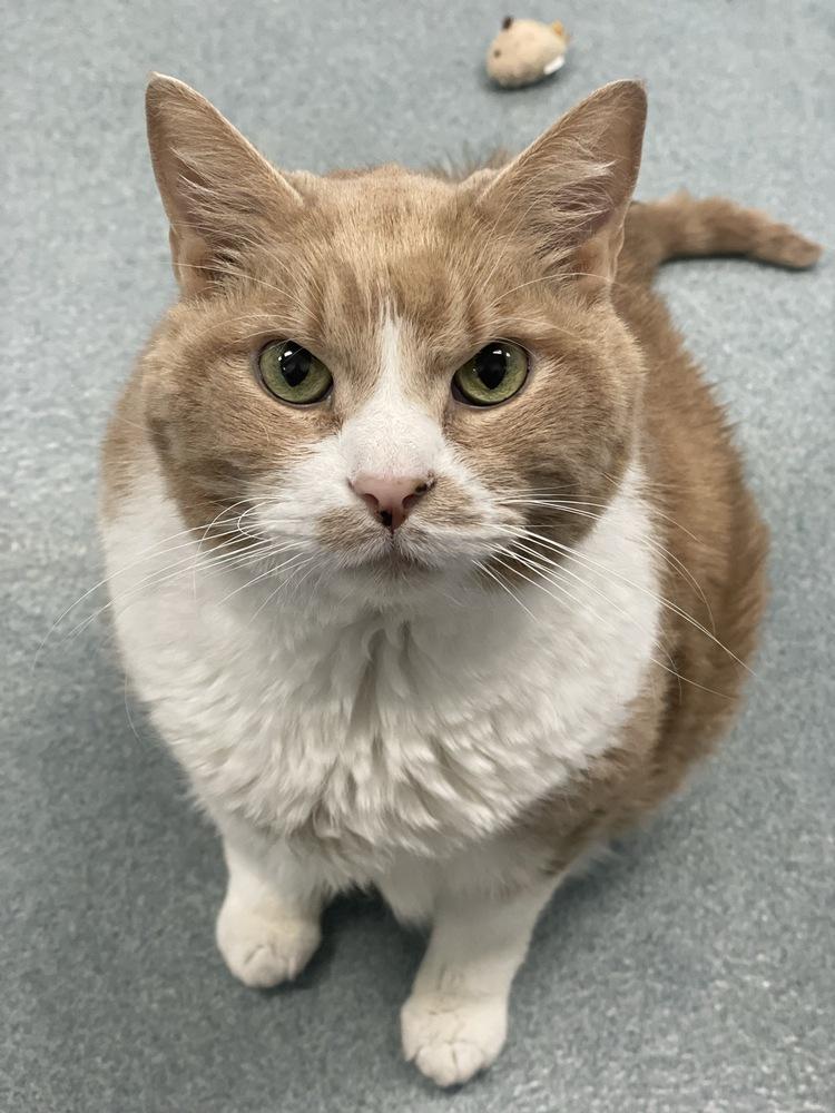 Big Mac, Adoptable, Adult Male Domestic Short Hair.