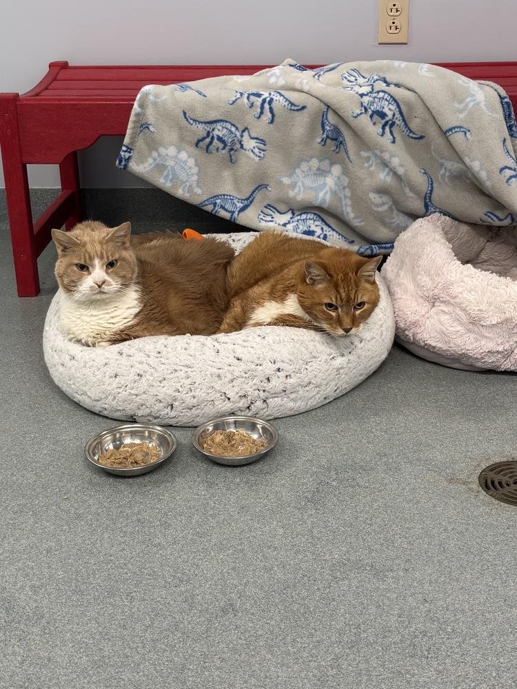 Enlarge Big Mac, a Adoptable Domestic Short Hair in Trenton, ME image 2/4