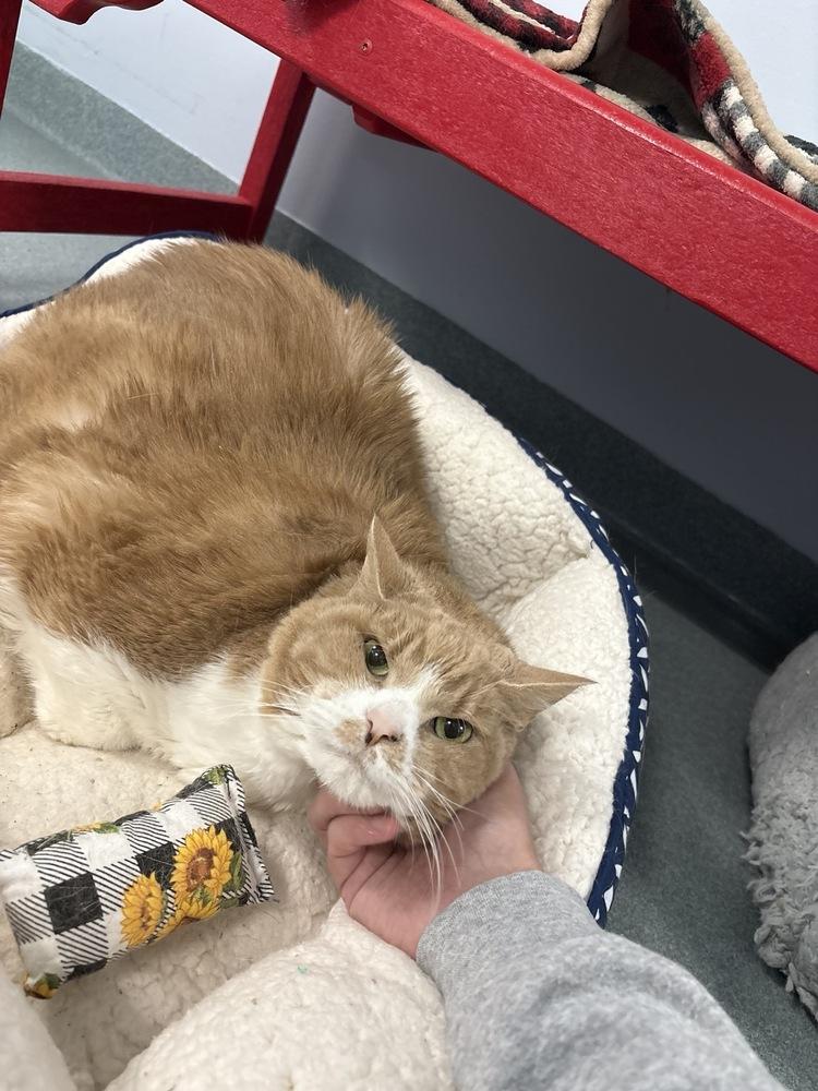 Enlarge Big Mac, a Adoptable Domestic Short Hair in Trenton, ME image 3/4