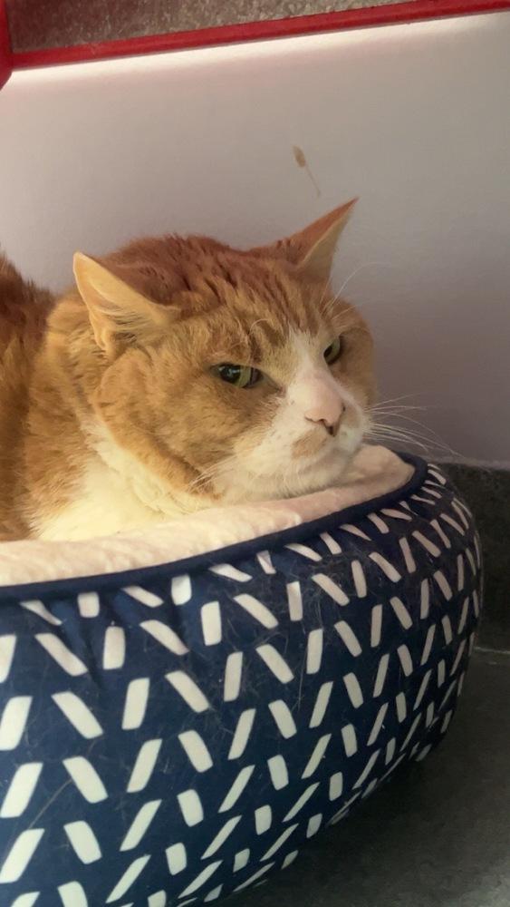 Enlarge Big Mac, a Adoptable Domestic Short Hair in Trenton, ME image 4/4