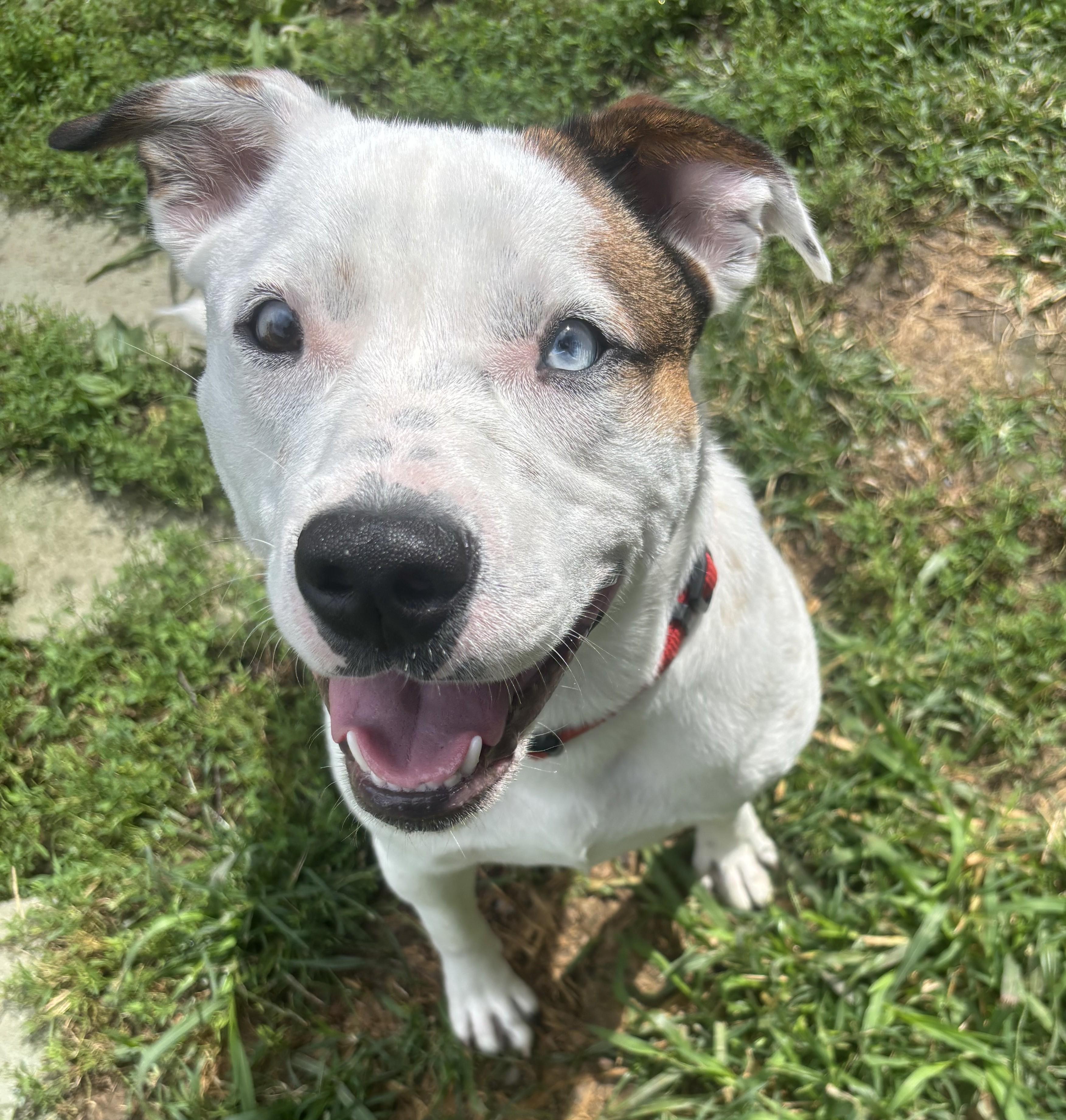 Reggie, a Adoptable mixed breed in Albany, NY image 2/4