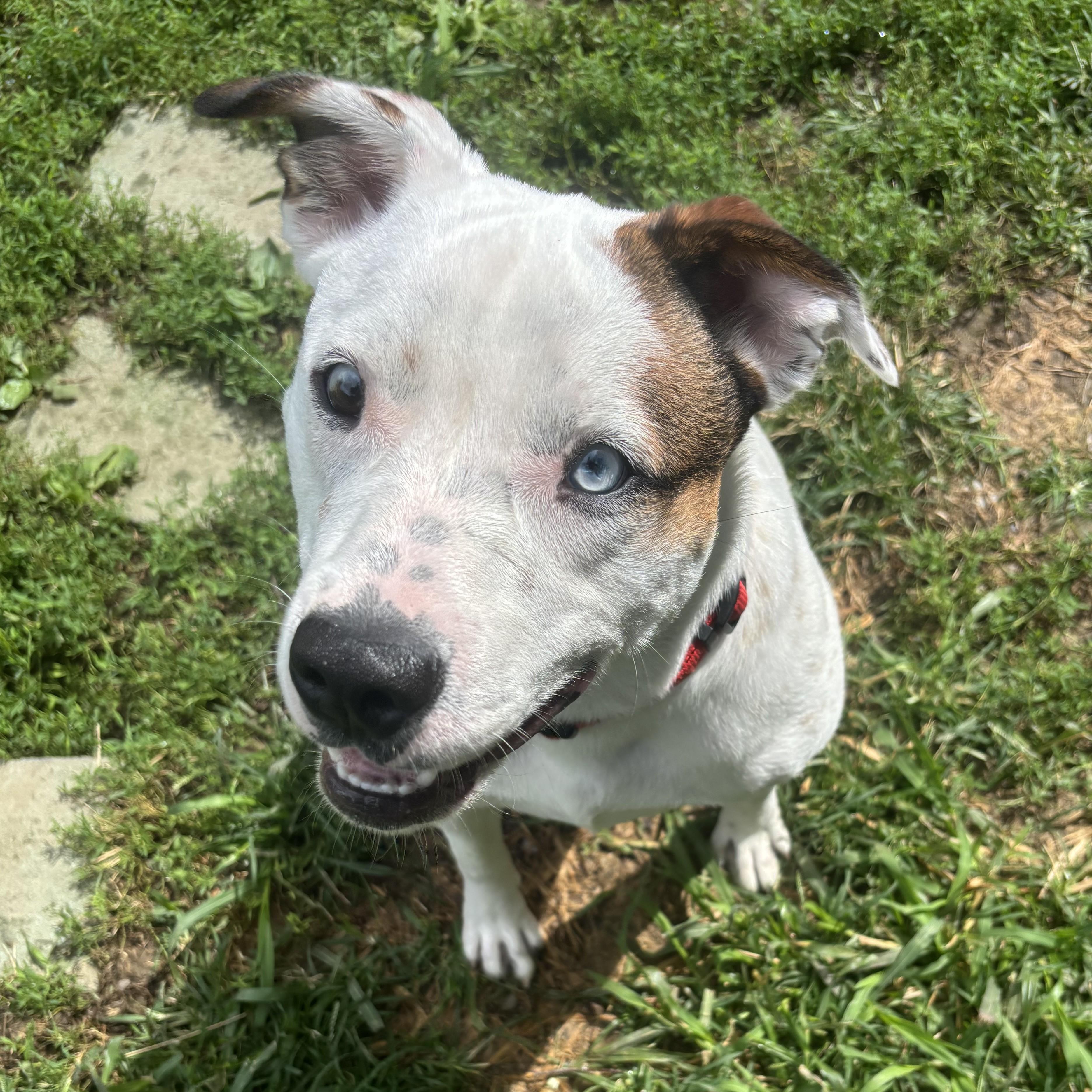 Reggie, a Adoptable mixed breed in Albany, NY image 3/4