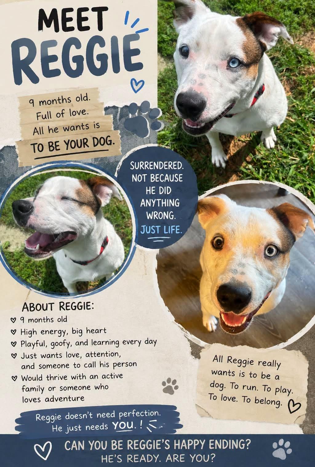 Reggie, a Adoptable mixed breed in Albany, NY image 4/4