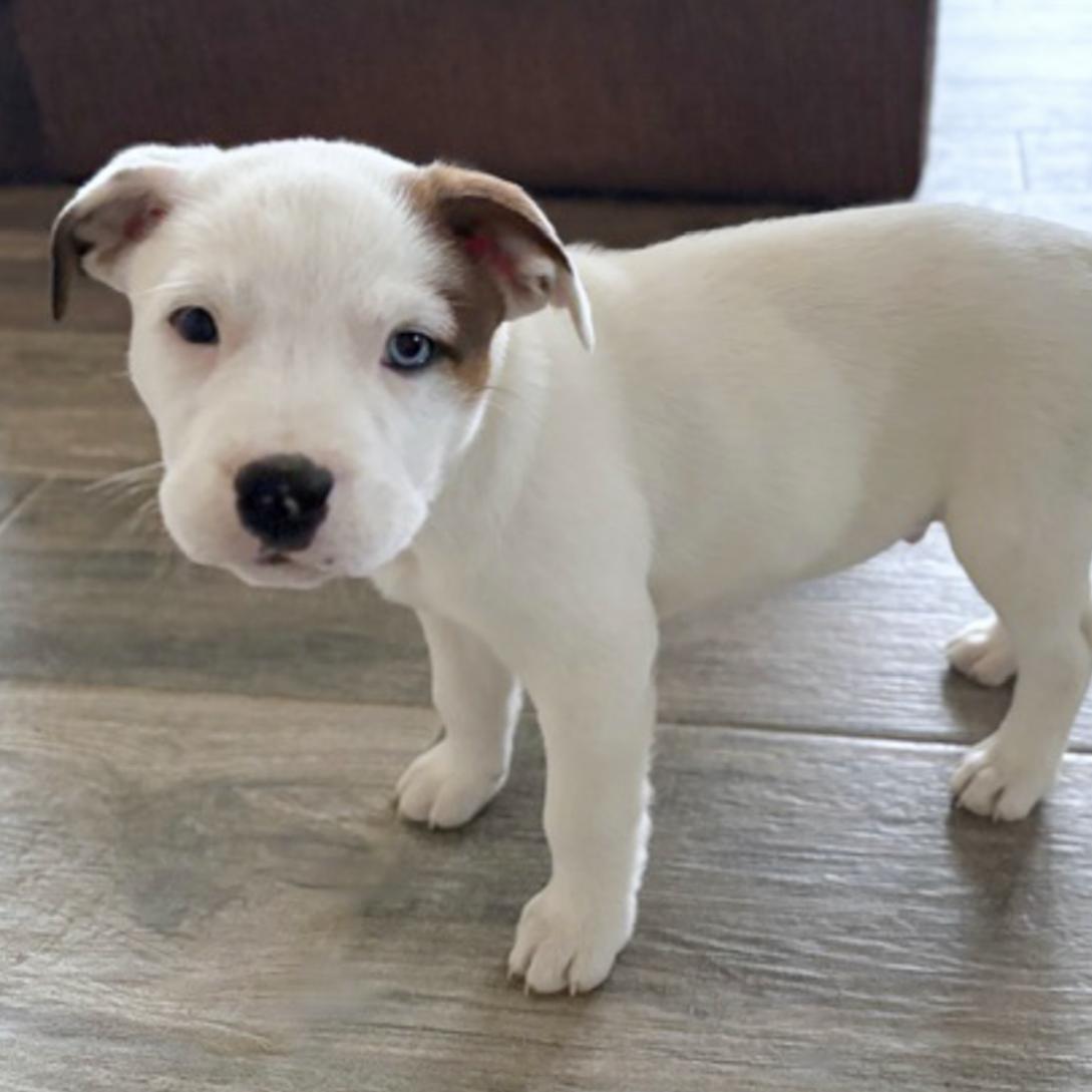 Reggie, Adoptable, Puppy Male Cattle Dog.