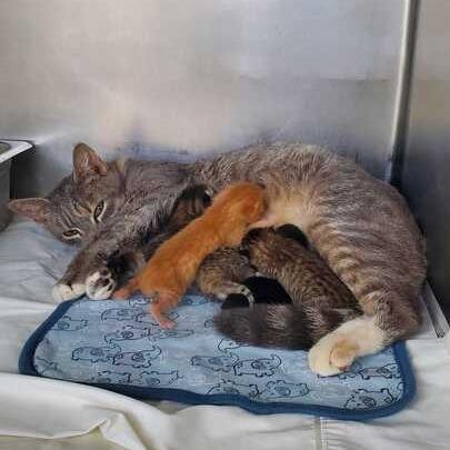 Enlarge Avondale, a Adoptable Domestic Short Hair in Chesapeake, VA image 1/2
