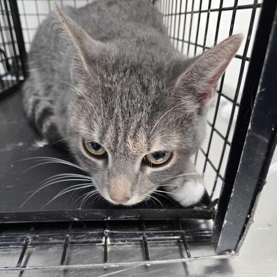 Enlarge Avondale, a Adoptable Domestic Short Hair in Chesapeake, VA image 2/2