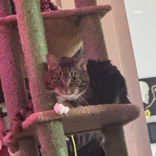 Enlarge Mr. Beau, a Adoptable Domestic Short Hair in Fishers, IN image 1/5