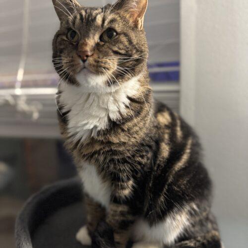 Enlarge Mr. Beau, a Adoptable Domestic Short Hair in Fishers, IN image 3/5