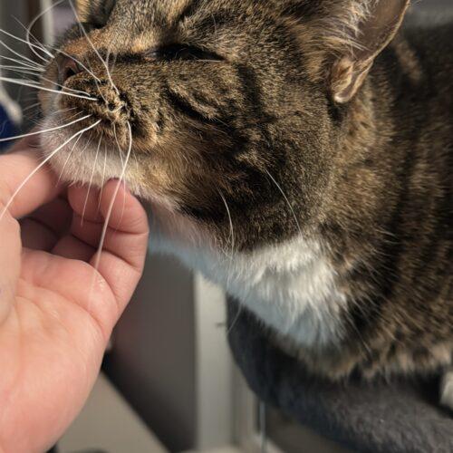 Enlarge Mr. Beau, a Adoptable Domestic Short Hair in Fishers, IN image 4/5