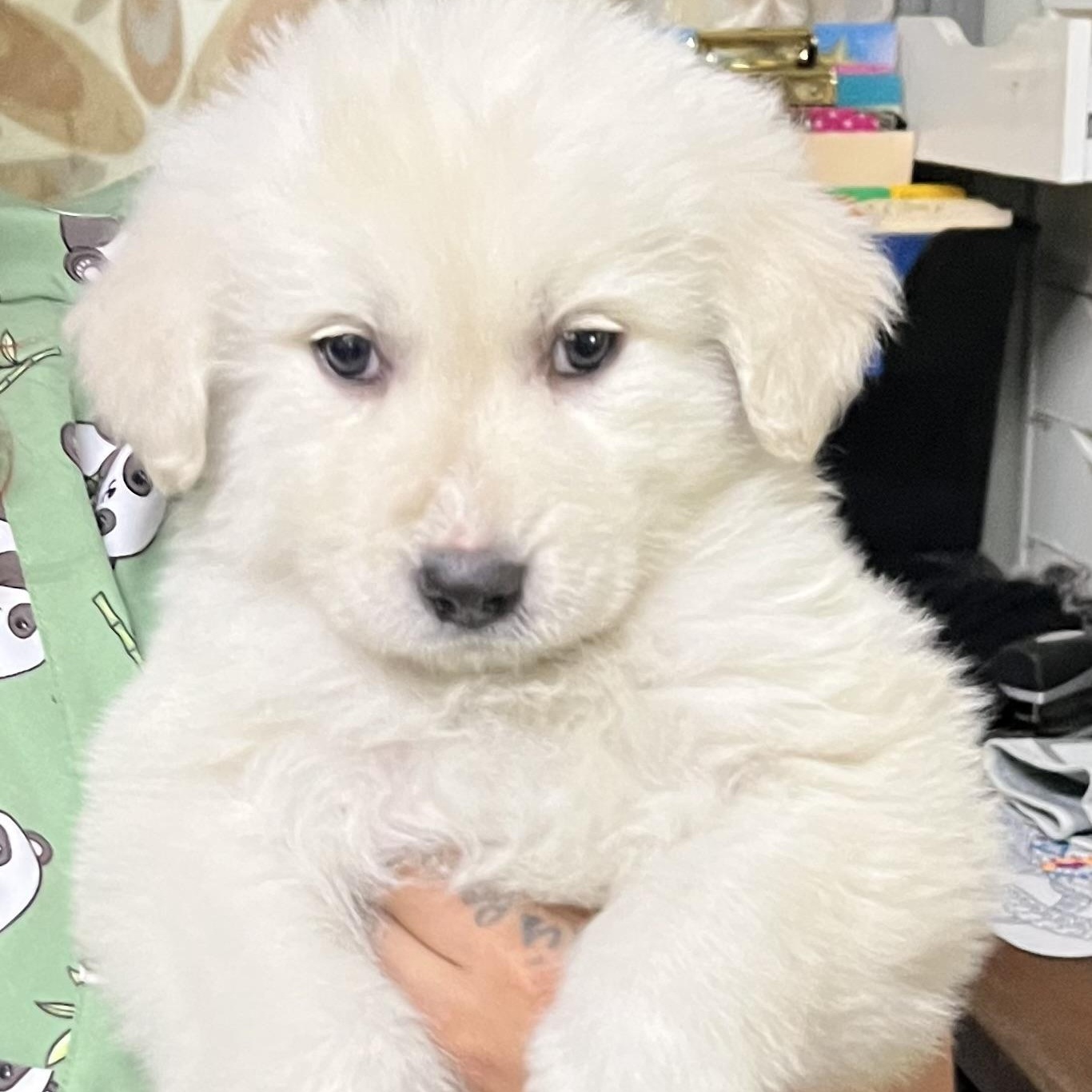 Mable, adopted, Puppy Female Samoyed & Miniature Poodle.