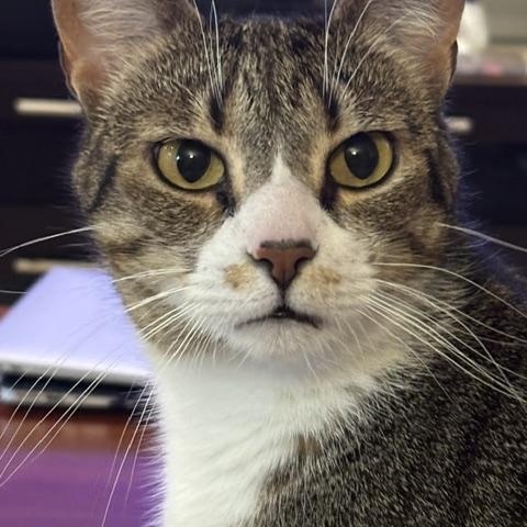 Enlarge Oreo and Reese, a ADOPTABLE American Shorthair in Medford, MA image 4/6