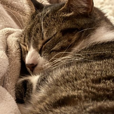 Enlarge Oreo and Reese, a ADOPTABLE American Shorthair in Medford, MA image 5/6