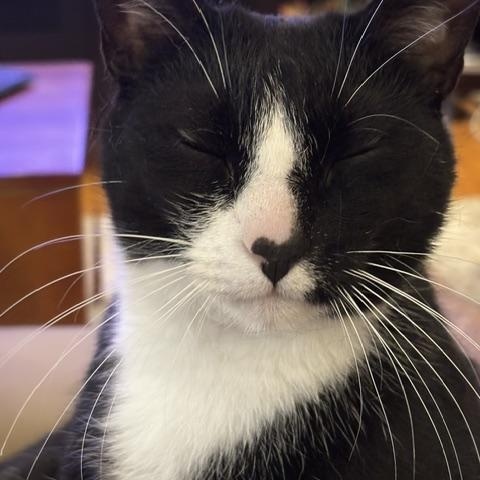 Enlarge Oreo and Reese, a ADOPTABLE American Shorthair in Medford, MA image 2/6