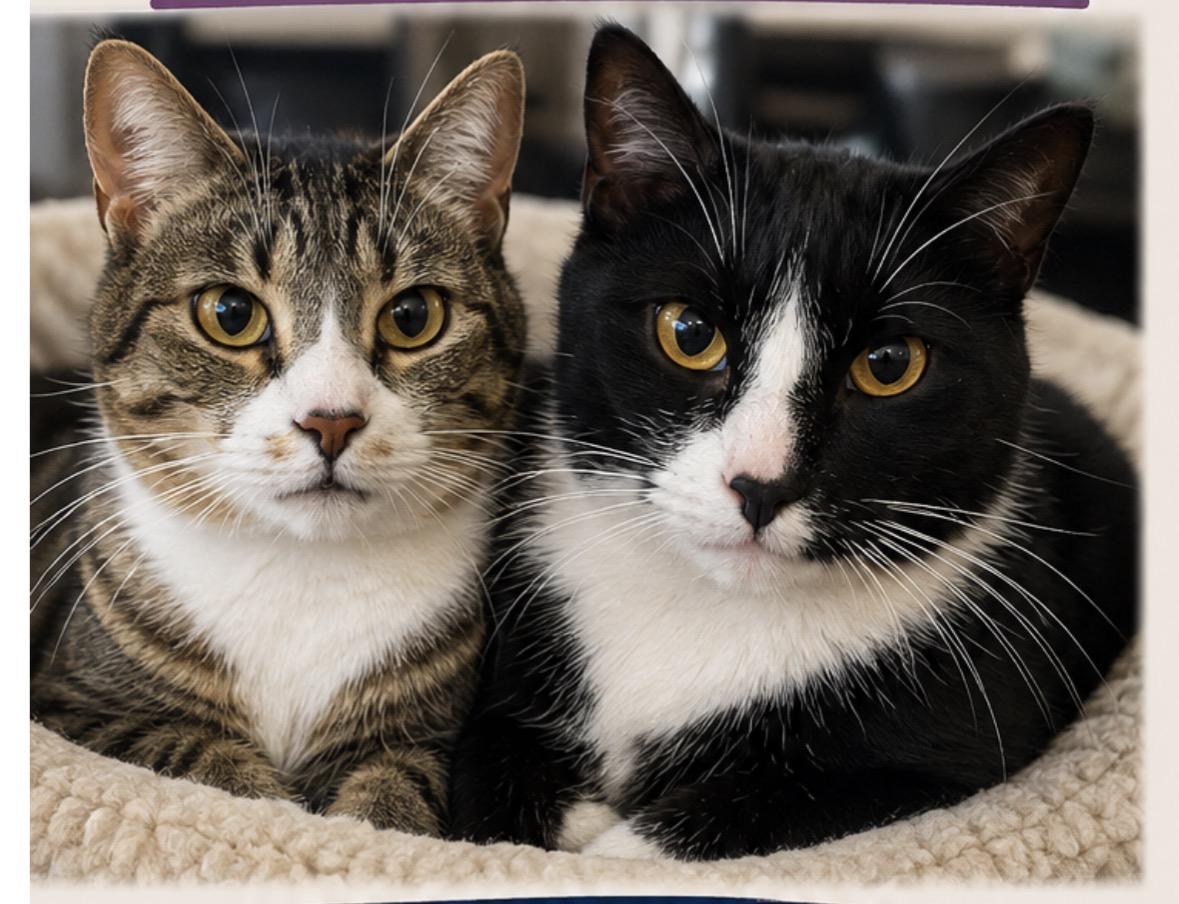 Enlarge Oreo and Reese, a ADOPTABLE American Shorthair in Medford, MA image 1/6
