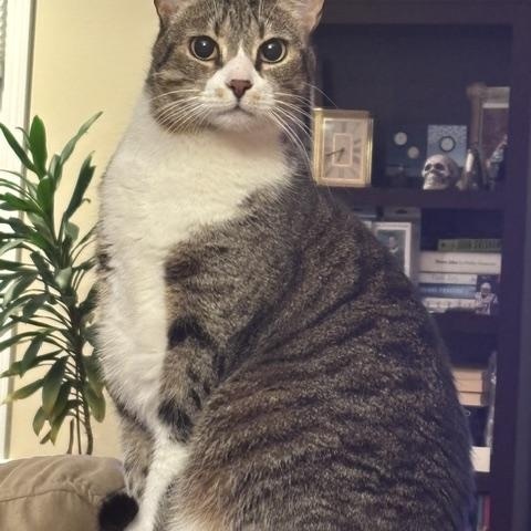 Enlarge Oreo and Reese, a ADOPTABLE American Shorthair in Medford, MA image 6/6