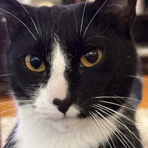 Enlarge Oreo and Reese, a ADOPTABLE American Shorthair in Medford, MA image 3/6