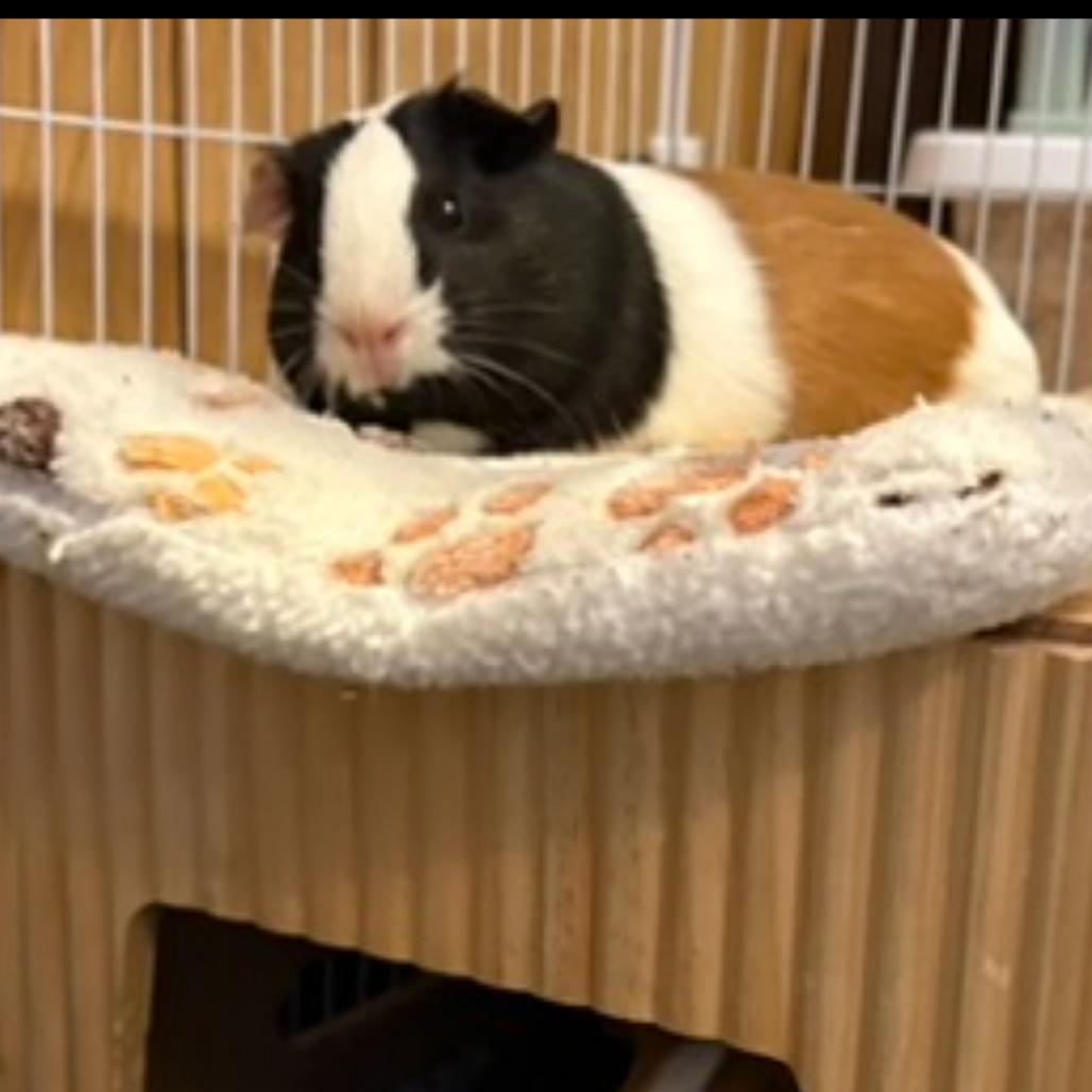 Tito with Tipsy, Adoptable, Young Female Guinea Pig.