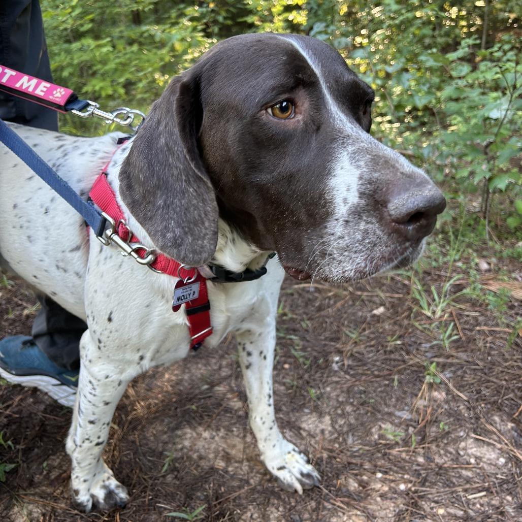 Molly P, Adoptable, Adult Female German Shorthaired Pointer.