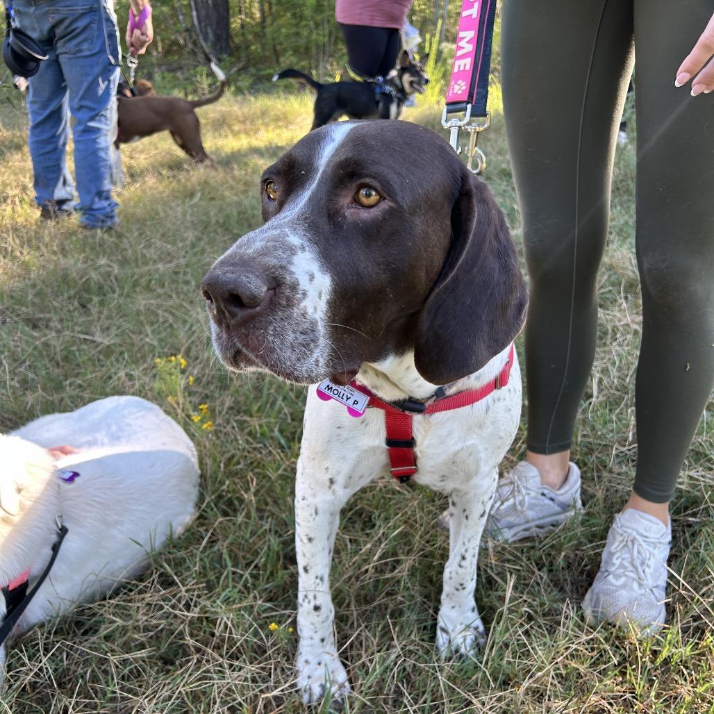 Enlarge Molly P, a Adoptable German Shorthaired Pointer in Wake Forest, NC image 2/5