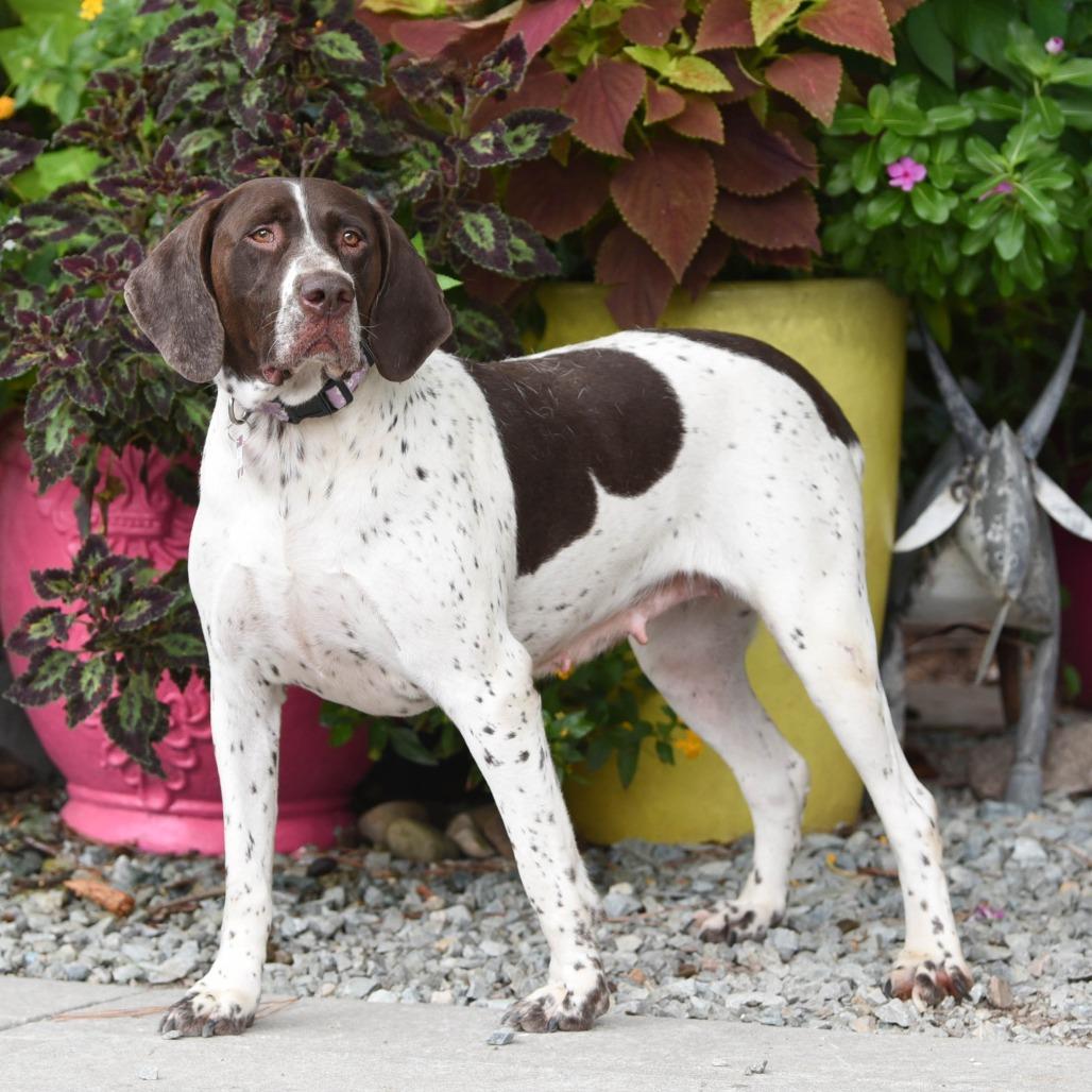 Enlarge Molly P, a Adoptable German Shorthaired Pointer in Wake Forest, NC image 3/5