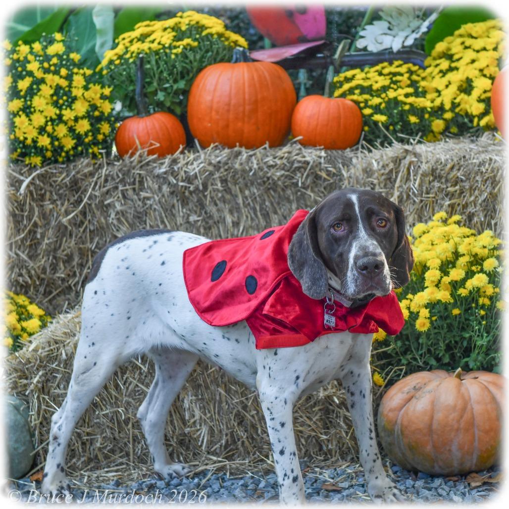 Enlarge Molly P, a Adoptable German Shorthaired Pointer in Wake Forest, NC image 4/5