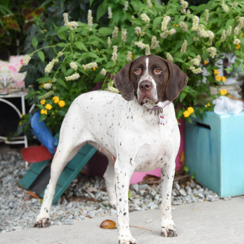Enlarge Molly P, a Adoptable German Shorthaired Pointer in Wake Forest, NC image 5/5