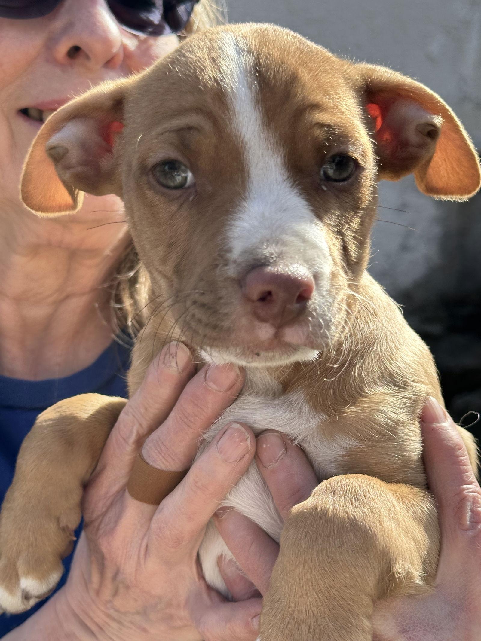 Rolo, Adoptable, Young Male Pit Bull Terrier & Chihuahua.