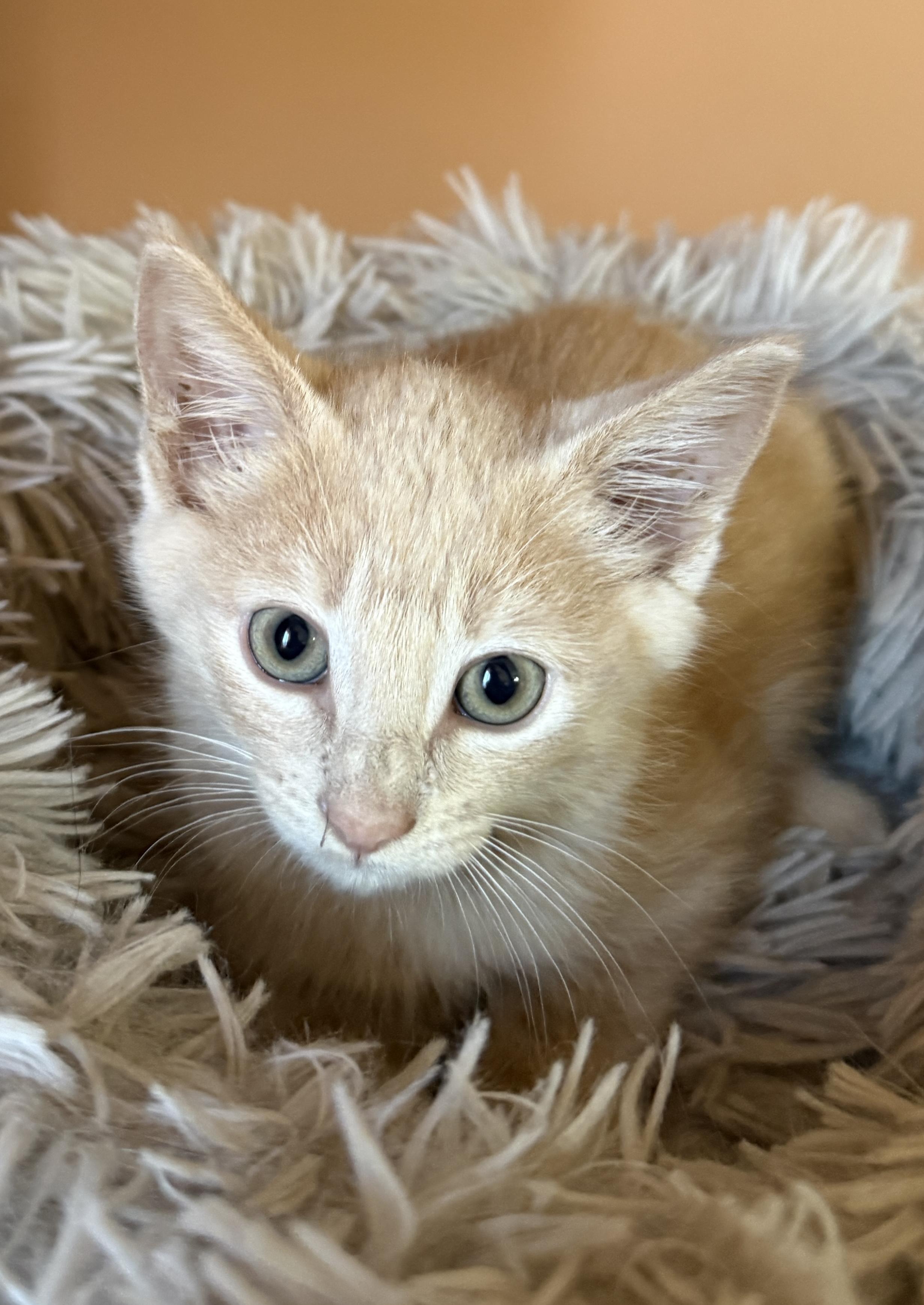 Gizmo, a Adoptable Domestic Short Hair in South Elgin, IL image 1/2