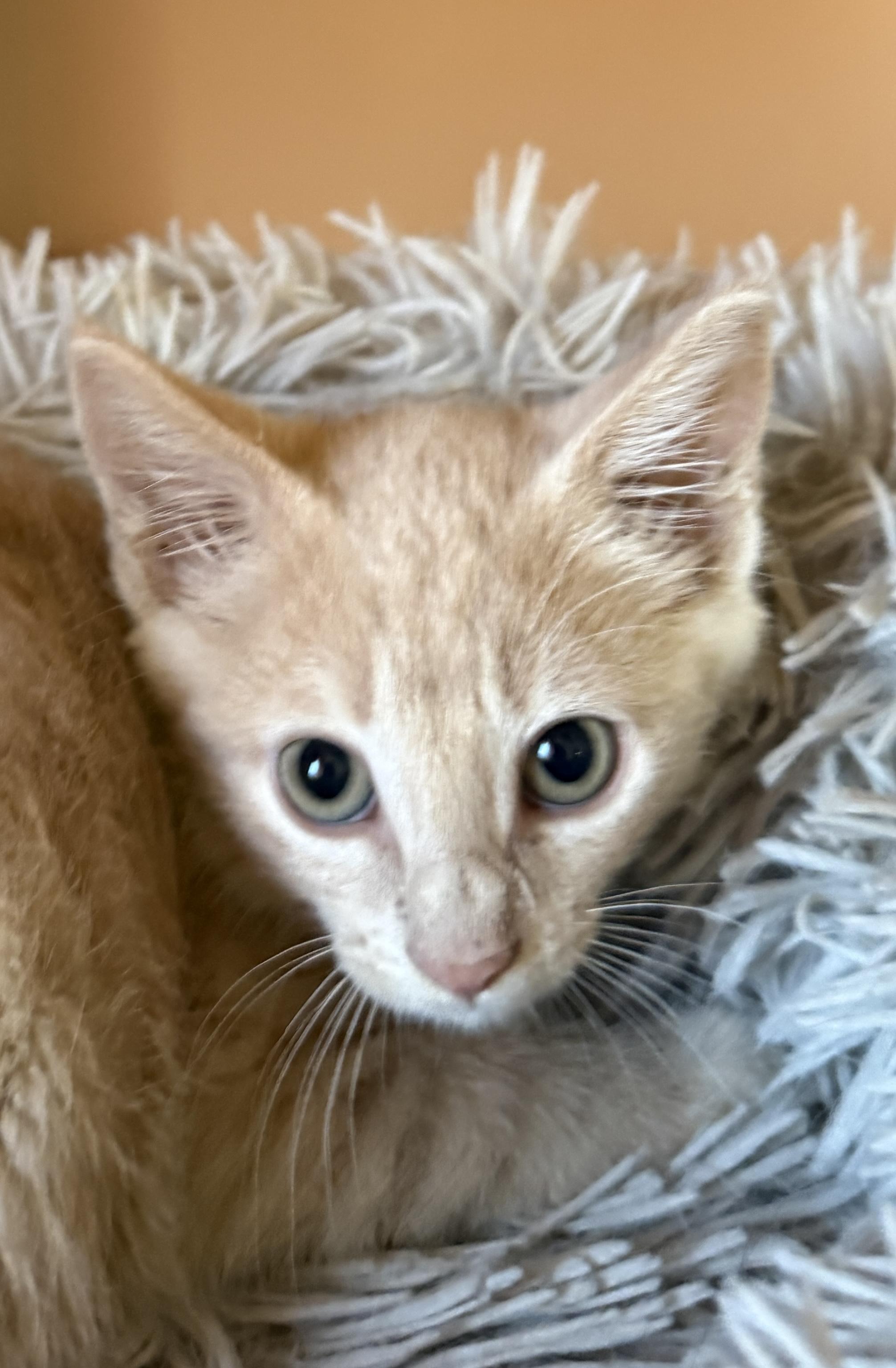 Gizmo, a Adoptable Domestic Short Hair in South Elgin, IL image 2/2