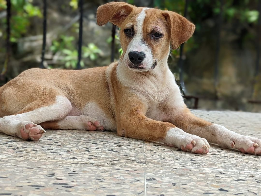 PALMAS, a Adoptable mixed breed in New York, NY image 1/6