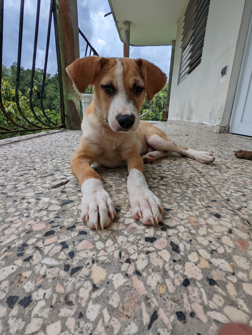 PALMAS, a Adoptable mixed breed in New York, NY image 2/6