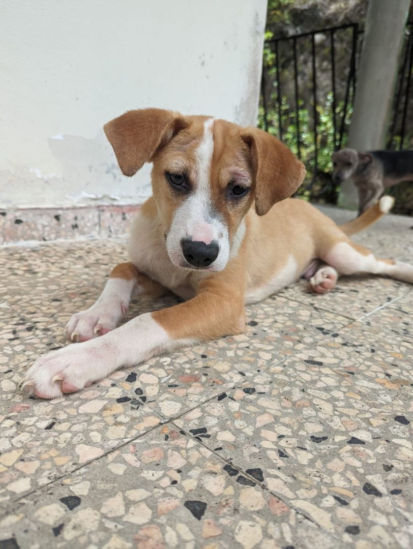 PALMAS, a Adoptable mixed breed in New York, NY image 3/6