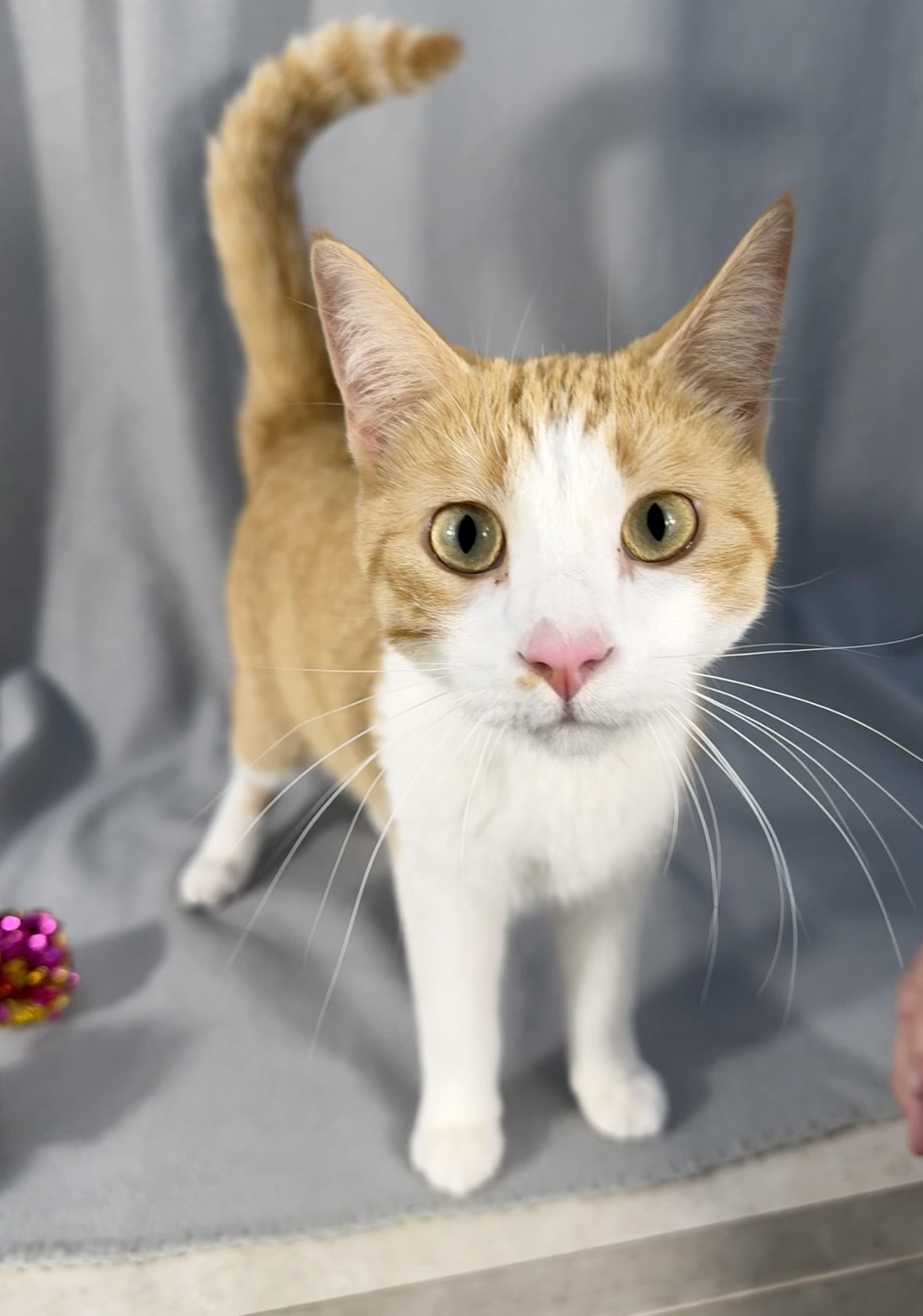 Enlarge Nico (& Lucky), a ADOPTABLE Domestic Short Hair in Minneapolis, MN image 2/4