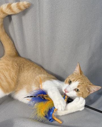 Enlarge Nico (& Lucky), a ADOPTABLE Domestic Short Hair in Minneapolis, MN image 4/4