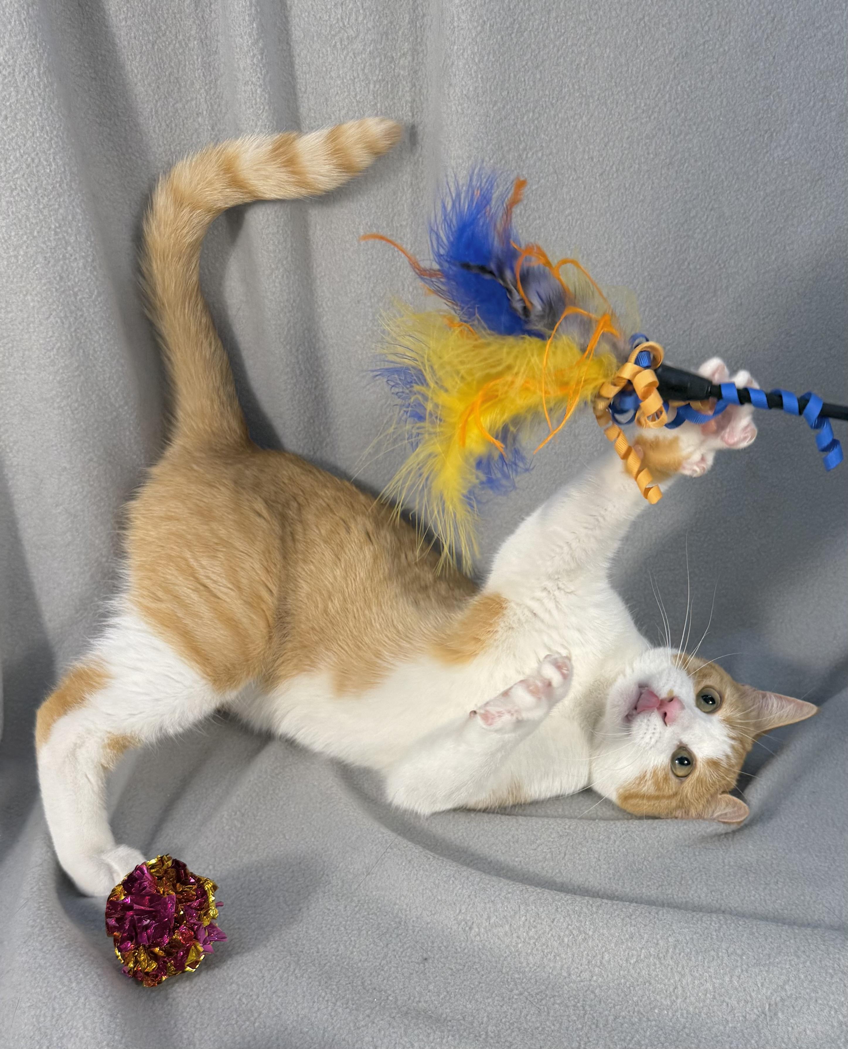 Enlarge Nico (& Lucky), a ADOPTABLE Domestic Short Hair in Minneapolis, MN image 3/4