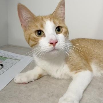 Enlarge Nico (& Lucky), a ADOPTABLE Domestic Short Hair in Minneapolis, MN image 1/4