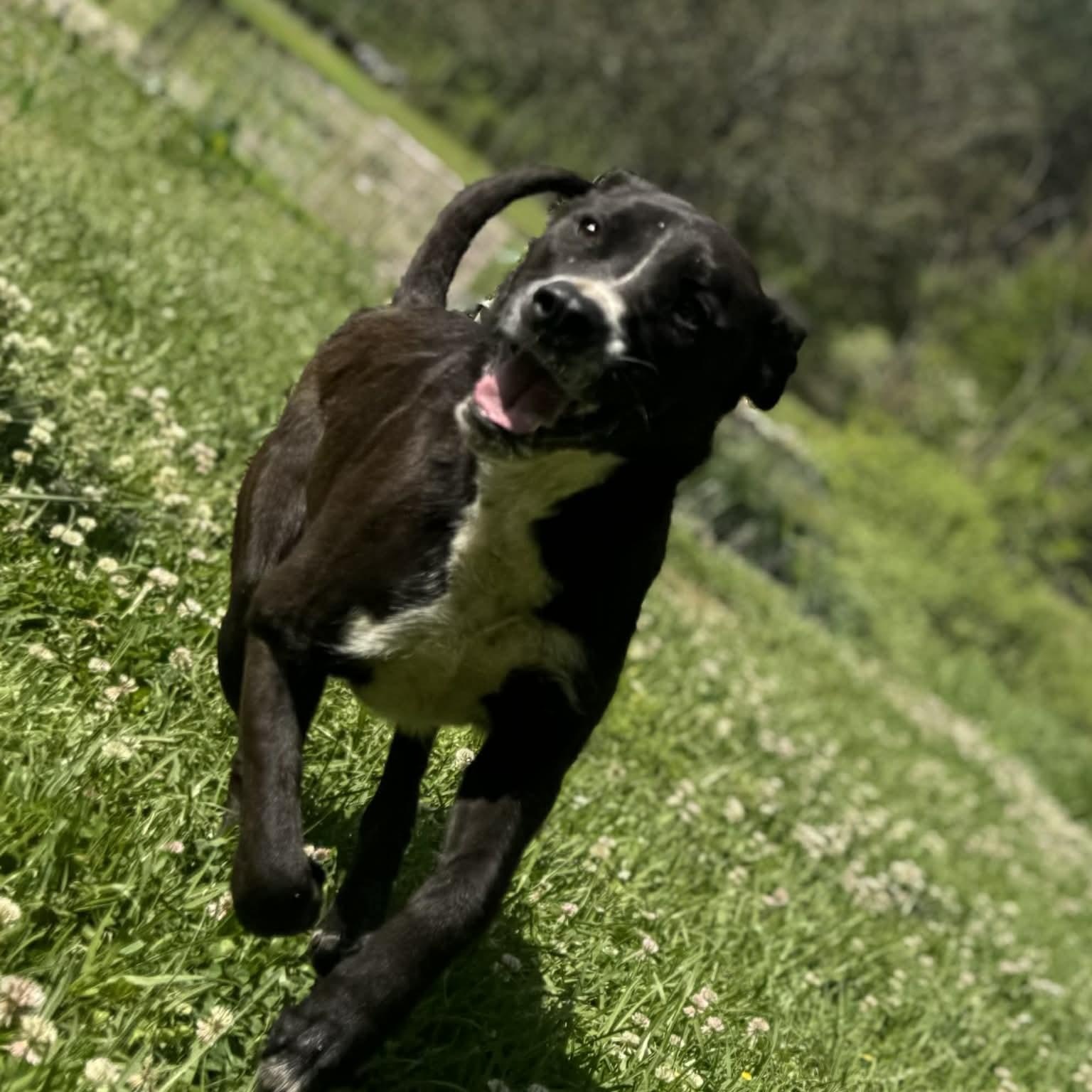 Enlarge Rucker, a ADOPTABLE mixed breed in Somers, CT image 2/6