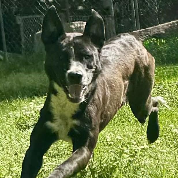 Enlarge Rucker, a ADOPTABLE mixed breed in Somers, CT image 5/6