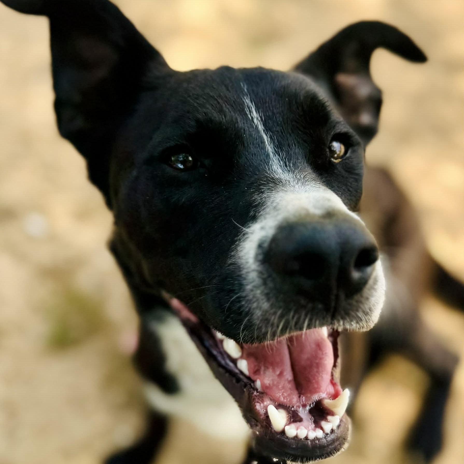 Rucker, ADOPTABLE, Adult Male Labrador Retriever & Border Collie.