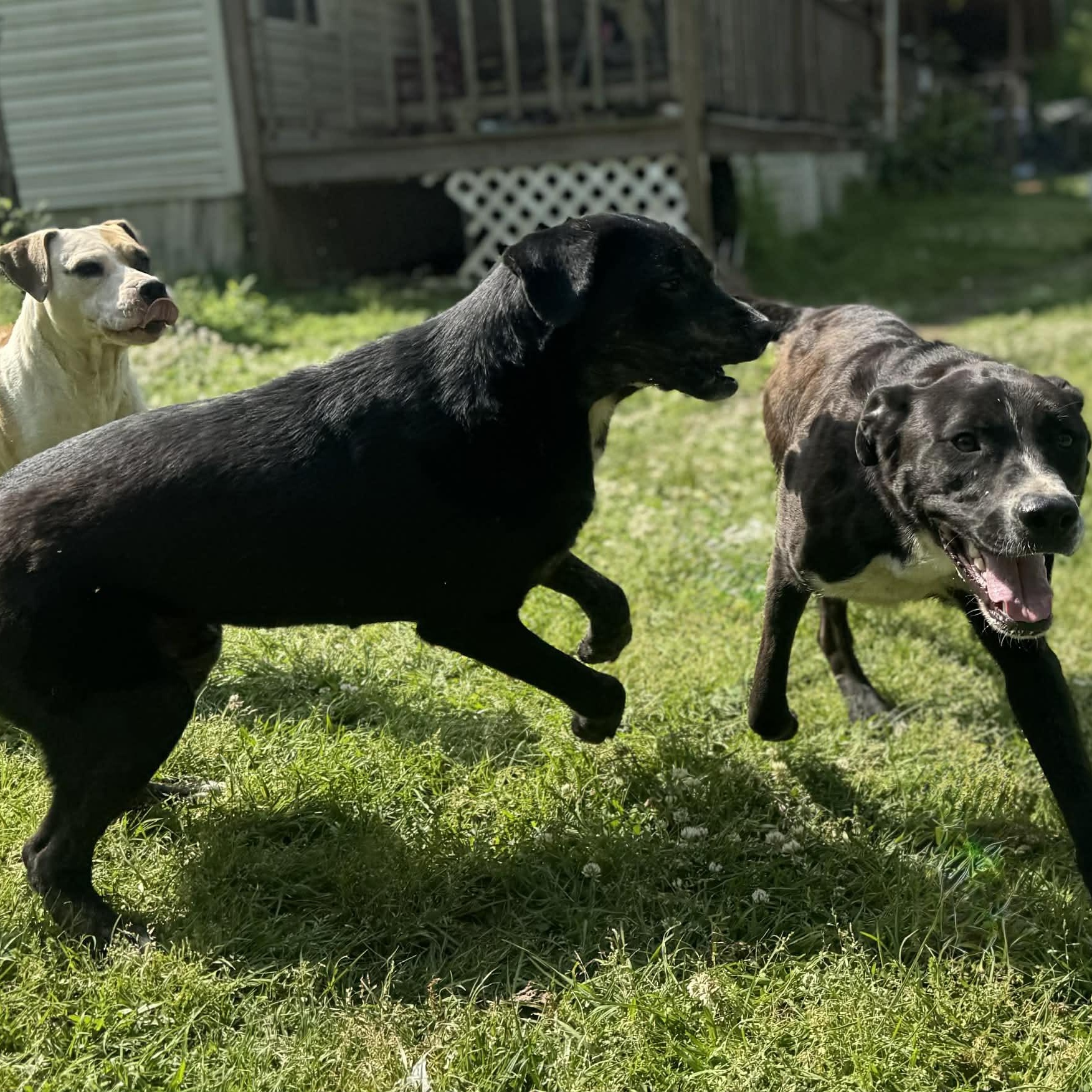Enlarge Rucker, a ADOPTABLE mixed breed in Somers, CT image 3/6