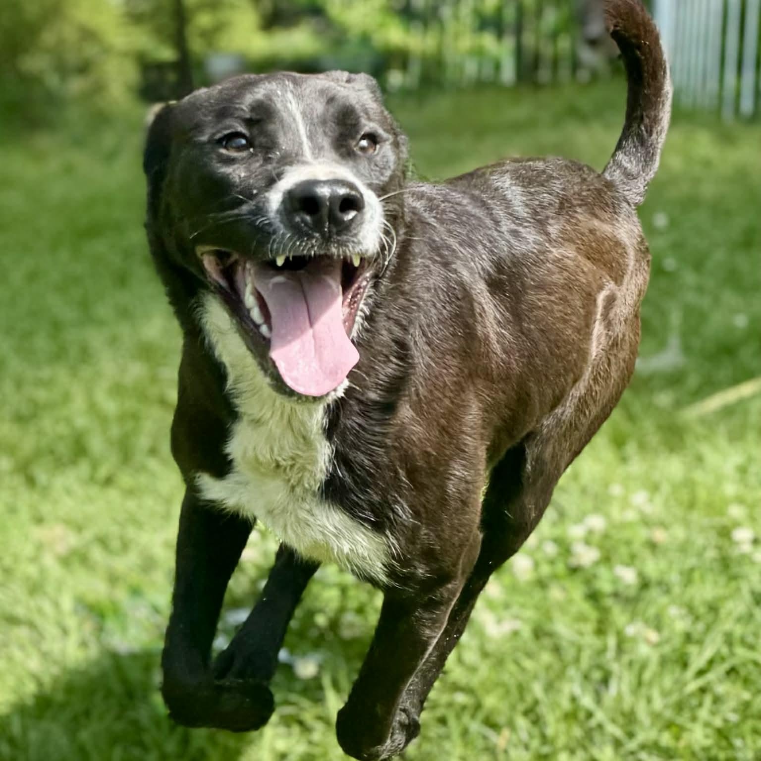 Enlarge Rucker, a ADOPTABLE mixed breed in Somers, CT image 4/6